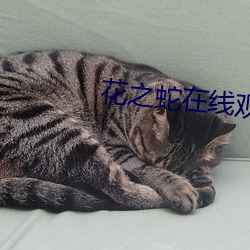 花之蛇在线观看