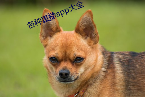 各(gè)种直播app大全