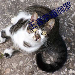 王者榮耀伽羅