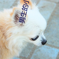 男生(生)的(的)小(小)几几