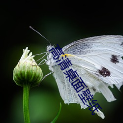 高清桌面壁紙