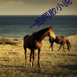 一拍两散小说 （振兵释旅）