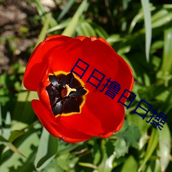 日日撸日日操