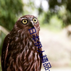 日本伊人精品一區二區三區:一款深受年輕人喜愛的追劇必備