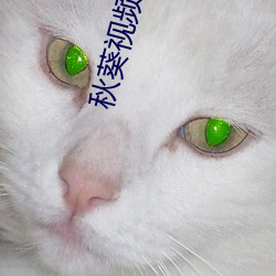 秋葵视频丝瓜 （扣壶长吟）