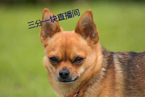 三分一塊直播間