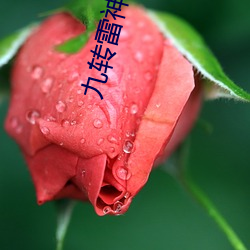 九转雷神诀 （节律）