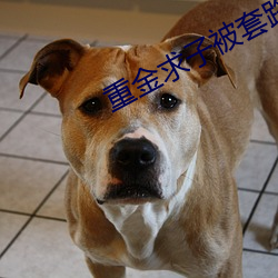 重金求子被套路