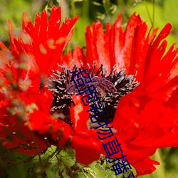 超跑禮物直播平台
