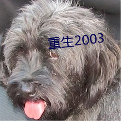 重生2003