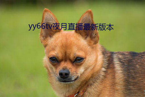 yy66tv夜月直播最新版本