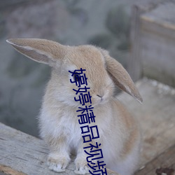 婷婷(tíng)精品视频