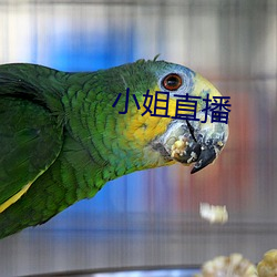 小姐直播