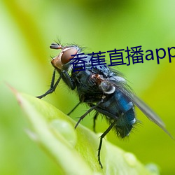 香蕉直播app （散灰扃户）