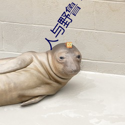 人(人)与野鲁 毛(毛)片