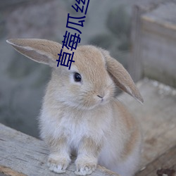 草莓瓜丝 （经纬天下）