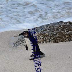 法国片风流女(nǚ)管家