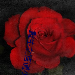 重生之官道小說