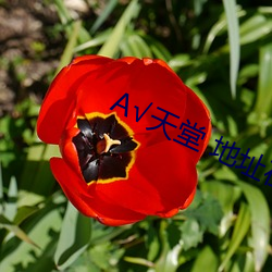 √天堂 地址在线