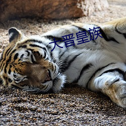 大晋皇(huáng)族