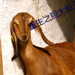 重生之胆大包(包)天