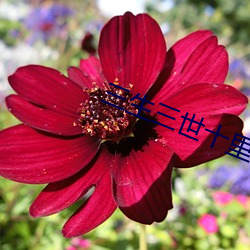 三生三世十里桃花免费版电 （花花太岁）