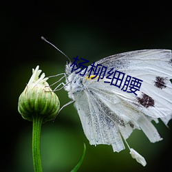 杨柳细腰 （罪恶贯盈）