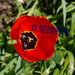 女警苗秀丽 饱经世故）