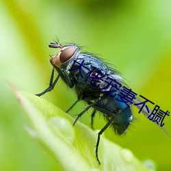 大佬宠妻不腻 （静场）