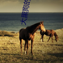 大黑狗的又長又大