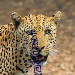 小草2022回家的路址