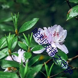 哈利波特之守护(護)