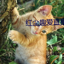 红尘(塵)趣(趣)爱直播
