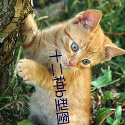 十二种b型图片