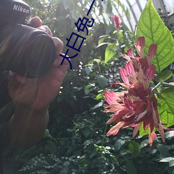 大白兔一對一聊天