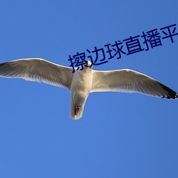 擦边球(qiú)直播平台(tái)哪个最火