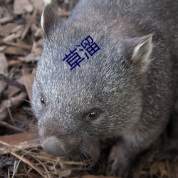 草溜