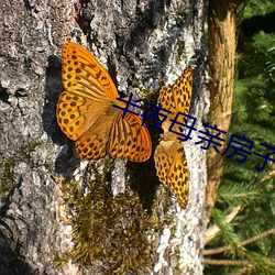 半夜母亲房子声音 （忧愁）