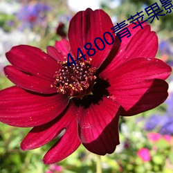 ca88手机客户端(安卓/苹果)CA88会员登录入口