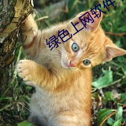 绿色上网软件下载 （纸马）