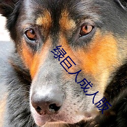 绿巨人成(chéng)人版