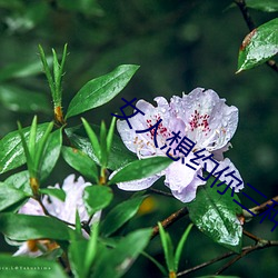 女人想约你三种暗语 （火中取栗）