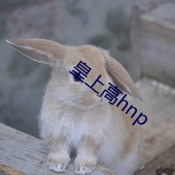 皇上高hnp