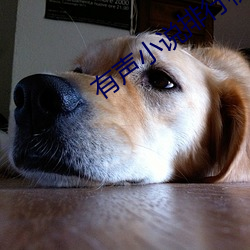 有声小说排(pái)行(xíng)榜