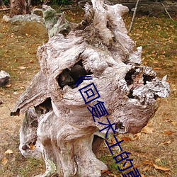 《回复术士的(的)重(重)来人(人)生观(觀)看》158分钟(鍾)完(完)整(整)版(版)手机免费播放