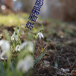 京香邪惡飯粒網