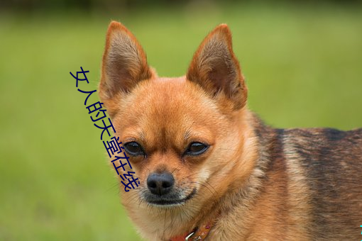 女人的天堂在線