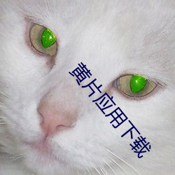 黄(黃)片应用下载