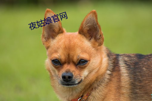 夜姑娘官网