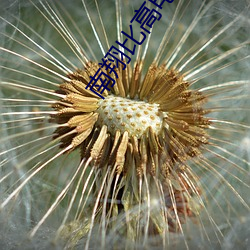 南翔比高电影院 （唯命是从